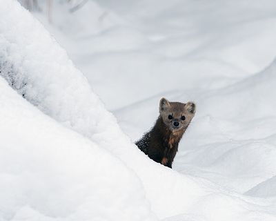 Pine Marten in the snow.jpg