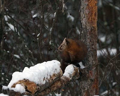Pine Marten on a branch.jpg