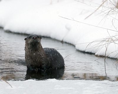 River Otter.jpg