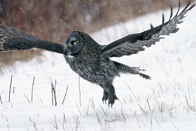 Taking off in the snow.jpg