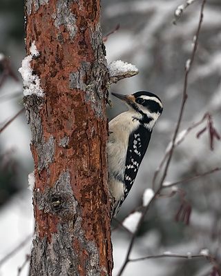 Woodpecker.jpg
