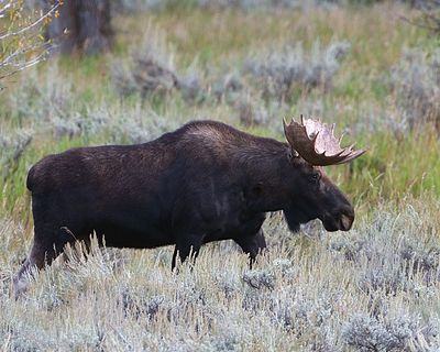 Bull Moose Near Gros Ventre.jpg