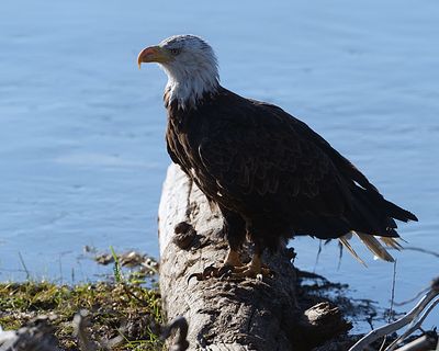 Bald Eagle by the River.jpg