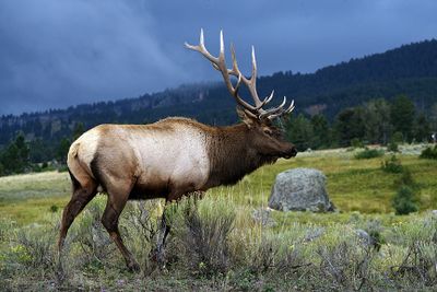 Bull Elk Against Dark Clouds.jpg