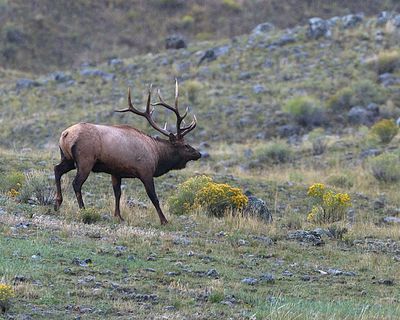 Bull elk in the field.jpg
