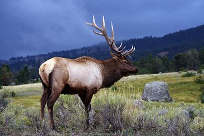 Bull Elk in the Storm.jpg