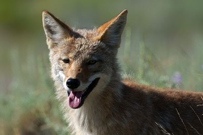 Coyote closeup.jpg