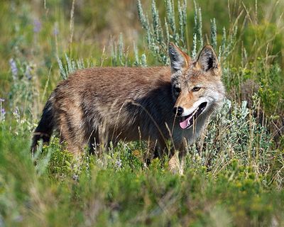 Coyote Hunting.jpg