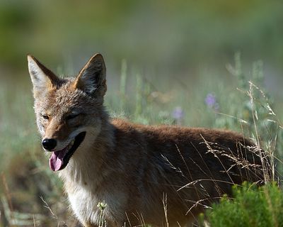 Coyote in the weeds.jpg