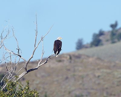 Eagle in a tree.jpg