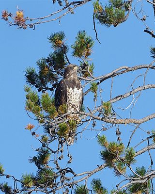 Eagle in the tree.jpg