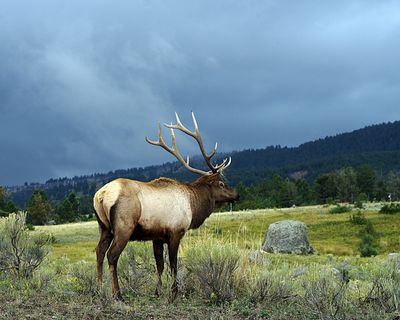 Elk Against a Stormy SKy.jpg