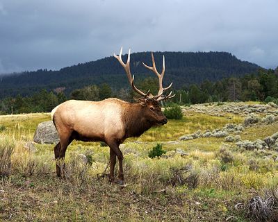 Elk.jpg