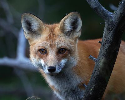 Fox closeup.jpg