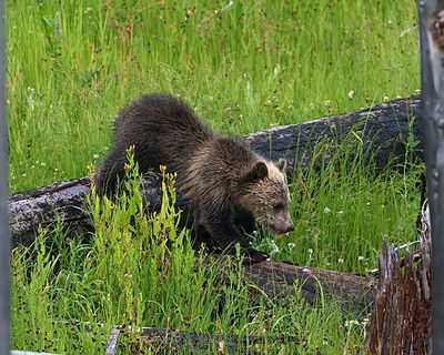 Grizzly Cub on a log.jpg