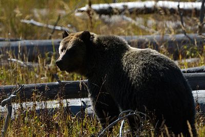 Grizzly in the sun.jpg