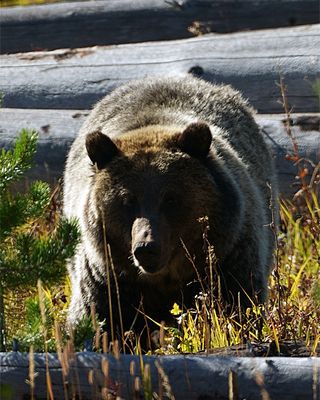 Grizzly Near 9-Mile.jpg