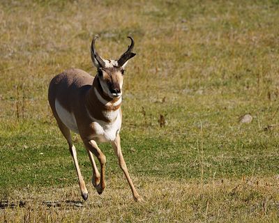 Pronghorn Running.jpg