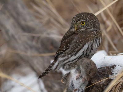 Northern Pygmy Owl with Vole.jpg