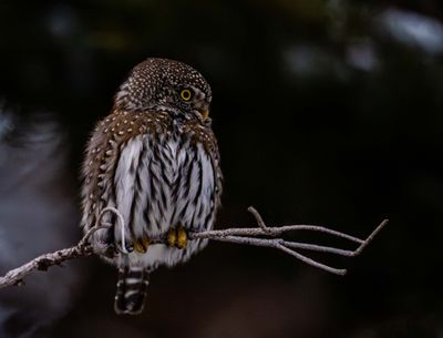 Northern Pygmy Owl.jpg