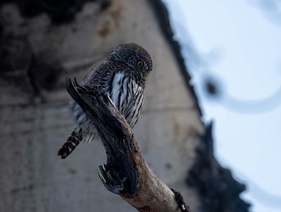 Northern Pygmy Owl Near Lava Creek.jpg