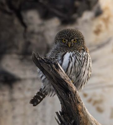 Northern Pygmy Owl Against a Tree.jpg