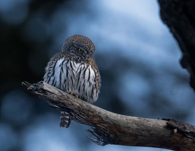 Pygmy Owl on a branch.jpg