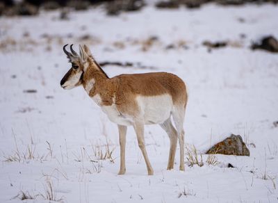 Antelope on the Old Yellowstone Road.jpg