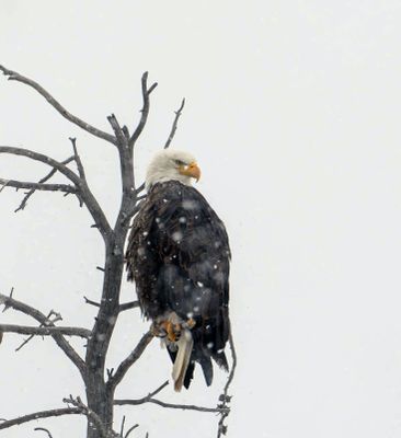 Bald Eagle in the Snow.jpg