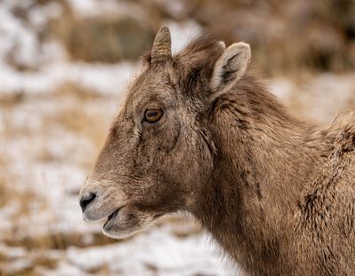 Bighorn Lamb Profile.jpg