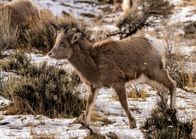 Bighorn Lamb.jpg