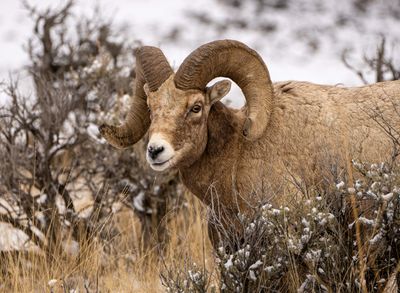 Bighorn Ram Down the Hill.jpg