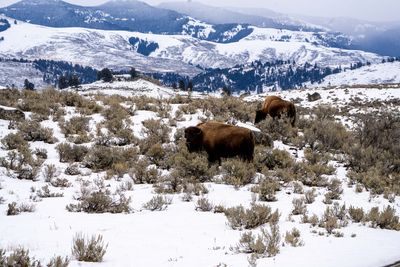 Bison Against the Mountains.jpg
