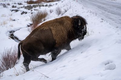 Bison Heading for the Road.jpg