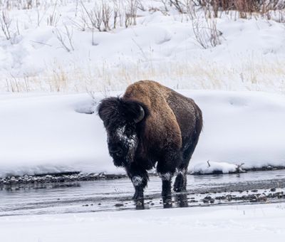Bison in the Creek.jpg