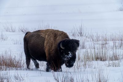 Bison in the Pebble Creek Valley.jpg
