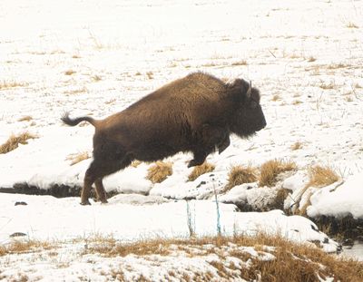Bison Jumping the River.jpg