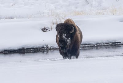 Bison Leaving the Creek.jpg
