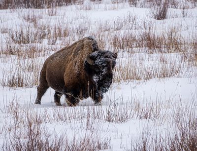 Bison Moving Through the Snow.jpg