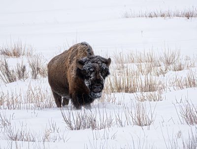 Bison Near Pebble Creek.jpg