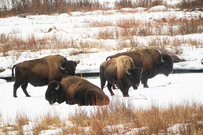 Bison Near the Hitching Post.jpg