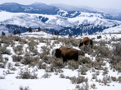 Bison on a hill in Little America.jpg