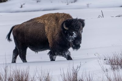Bison on the move.jpg