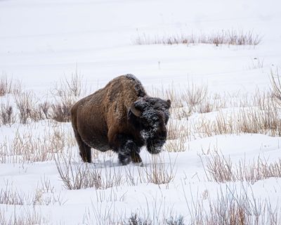 Bison Trudging Through the Snow.jpg