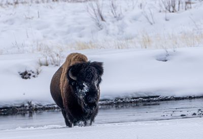 Bison Walking up from the creek.jpg