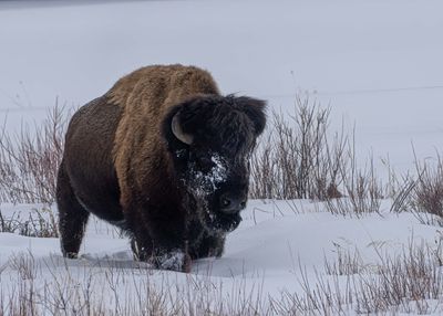 Bull Bison heading for the road.jpg