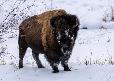 Bull Bison in the Snow at Pebble Creek.jpg