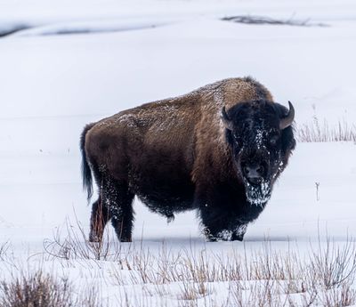 Bull Bison Looking Back.jpg