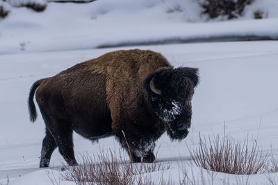 Bull Bison on the Move.jpg