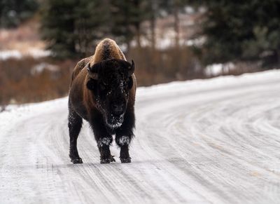 Bull Buffalo.jpg
